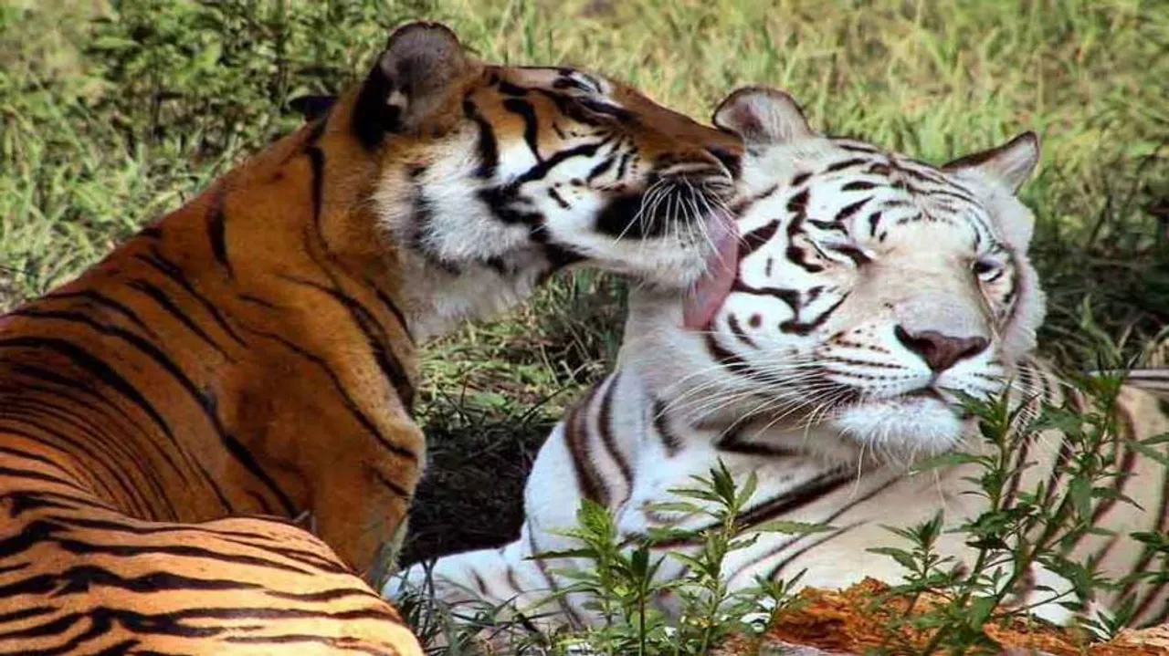 Odisha's tiger population could be 80, says minister