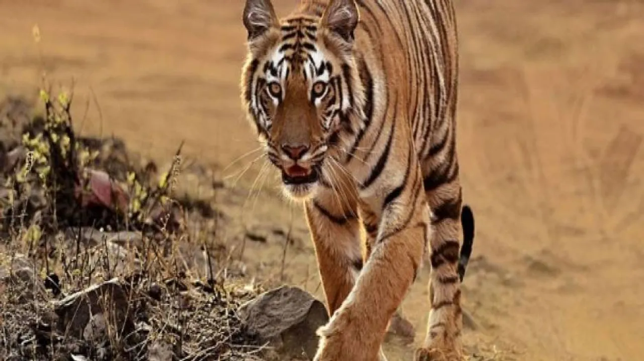 Plans afoot to rationalise Odisha tiger reserve boundary