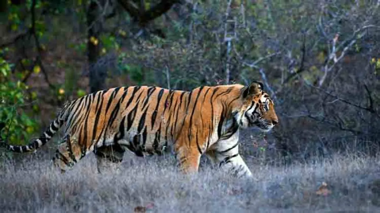 Tiger spotted at one more location in Odisha: PCCF