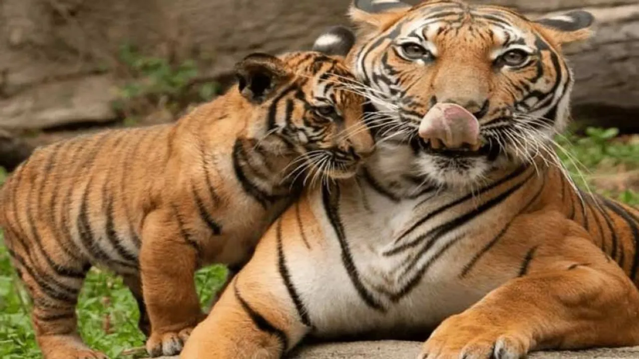 NTCA snub puts tiger conservation in Odisha at great risk!