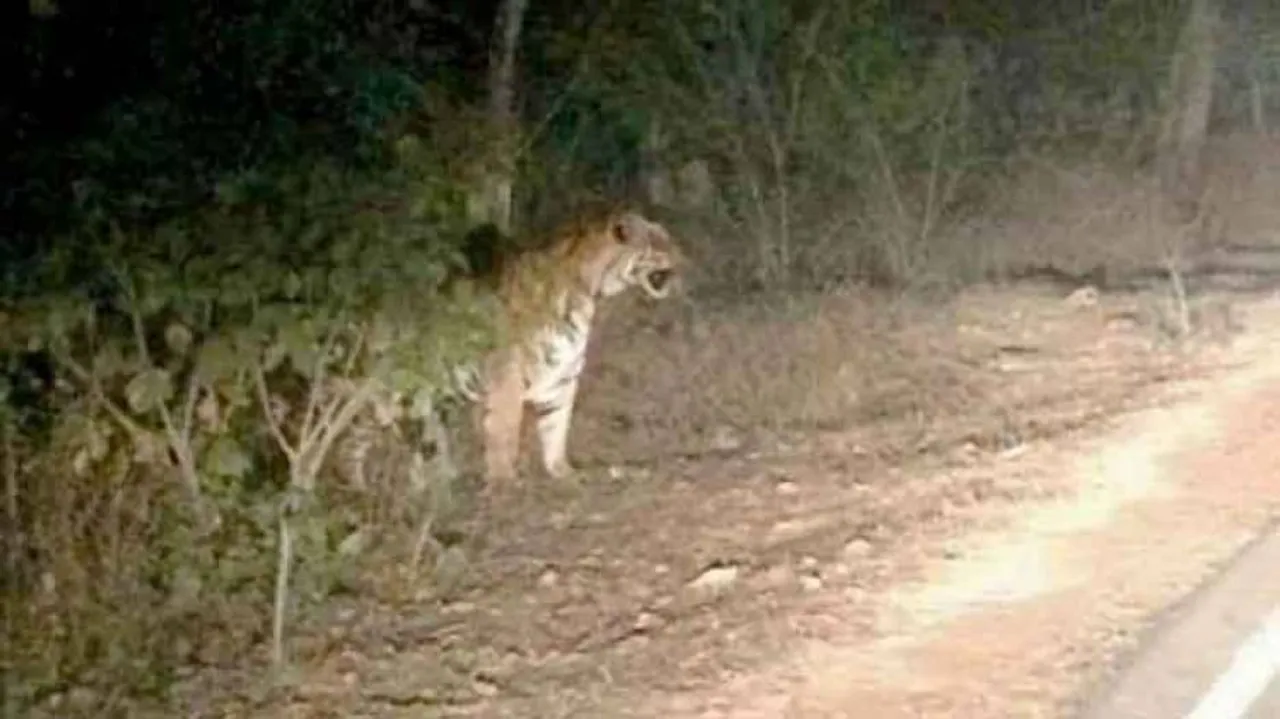 Reports of tiger attack in Daringbadi fake: Baliguda DFO