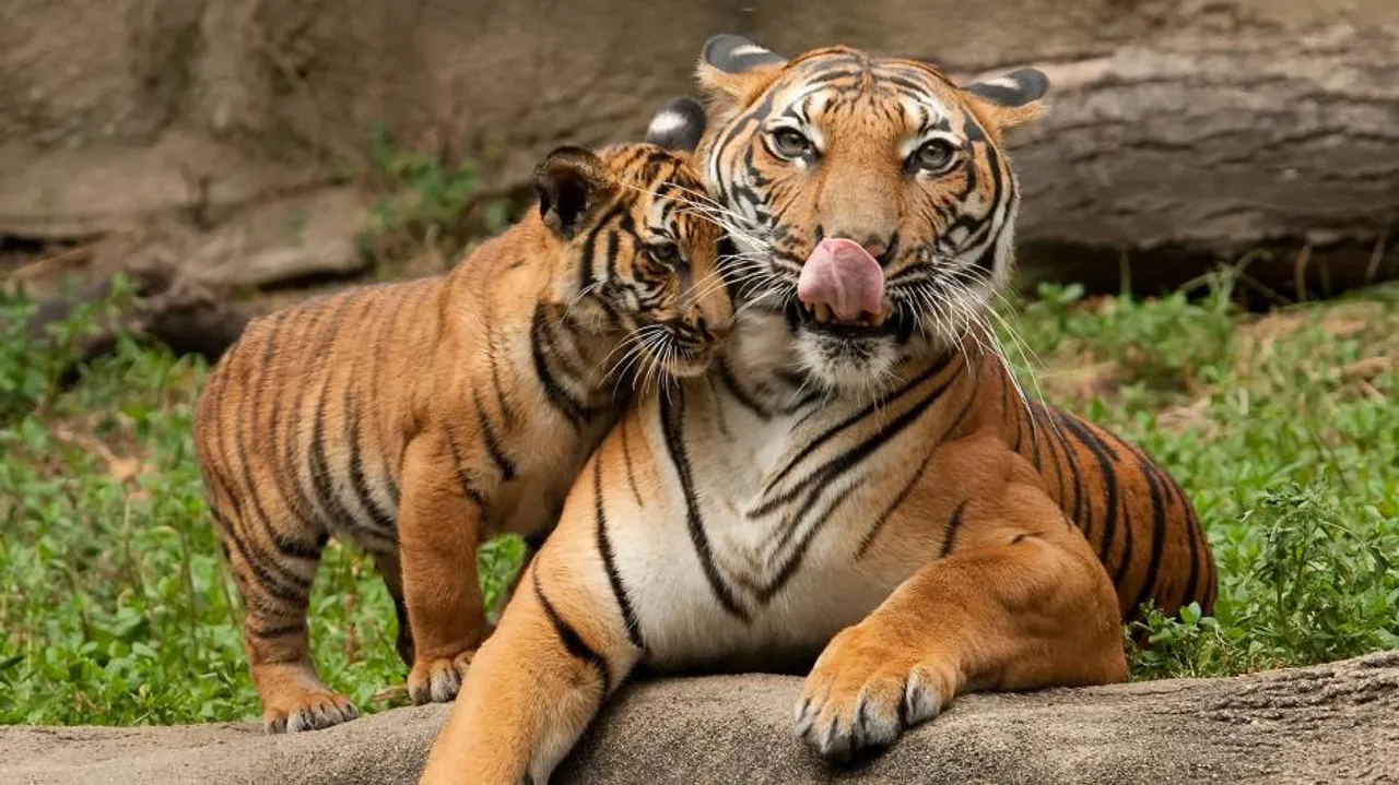 Nepal, India to conduct joint tiger census in November