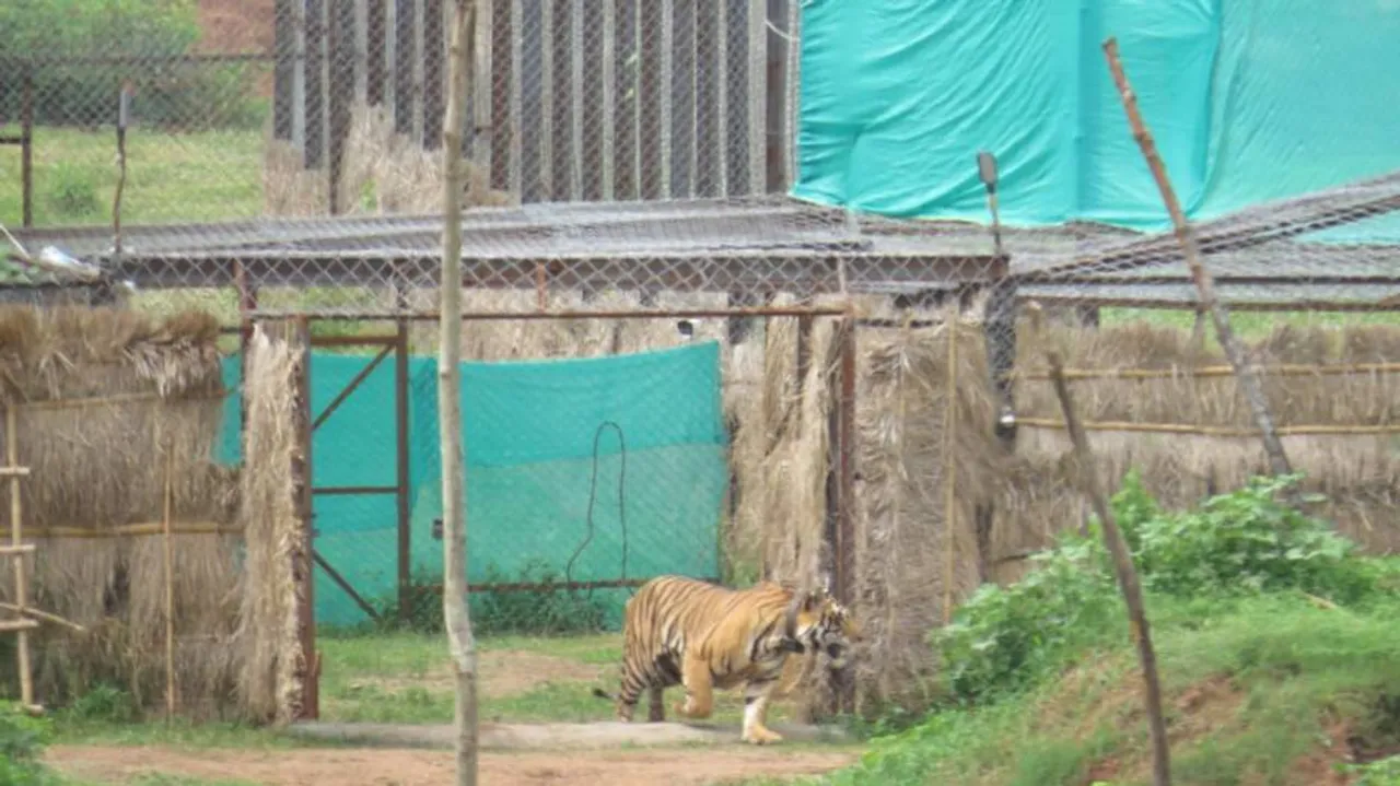 Tiger brought from MP set free in Satkosia forest