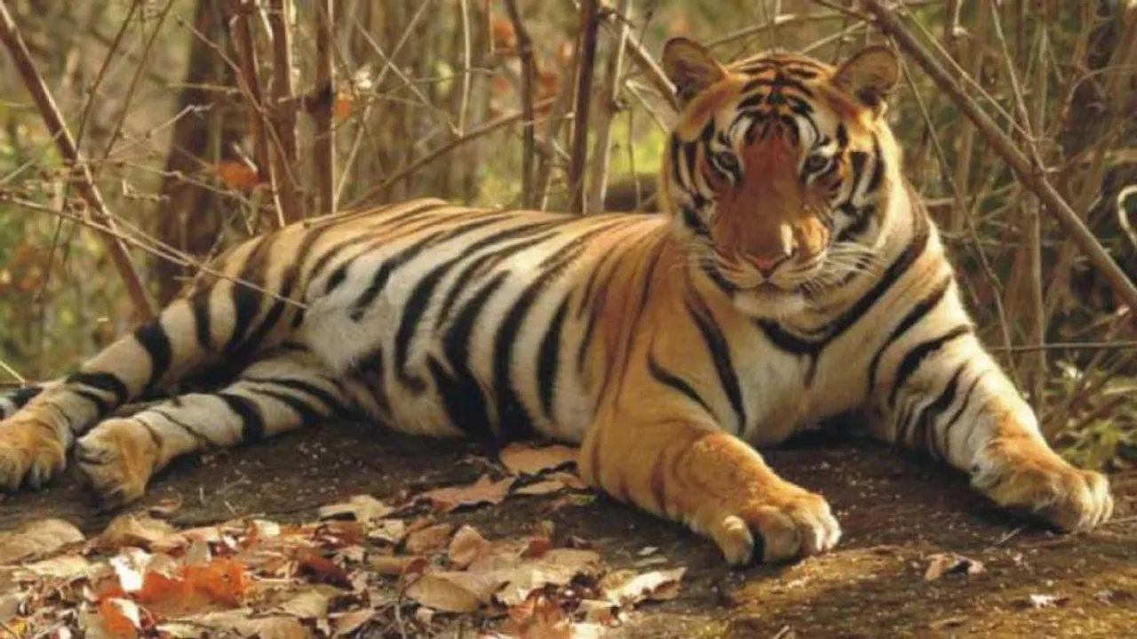 Tiger Census Sets Guinness Record For World's Largest Camera Trap Survey