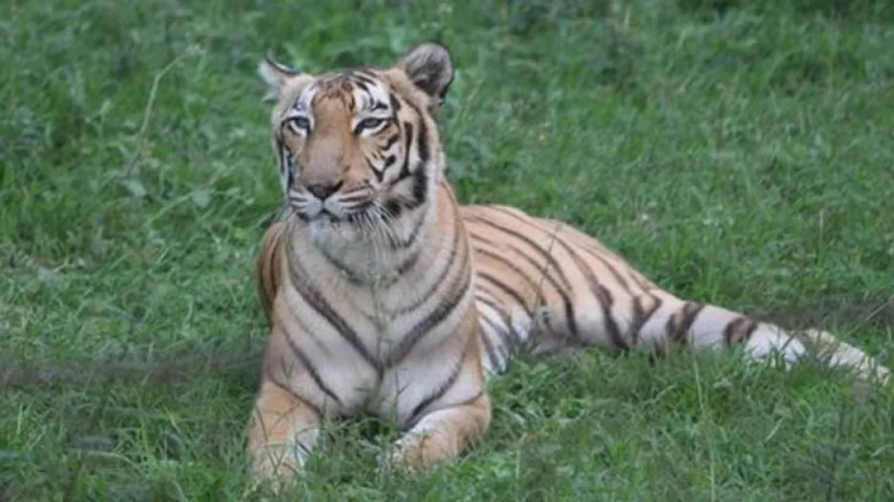 Royal Bengal Tigress ‘Priyanka’ Dies At Nandankanan Zoo