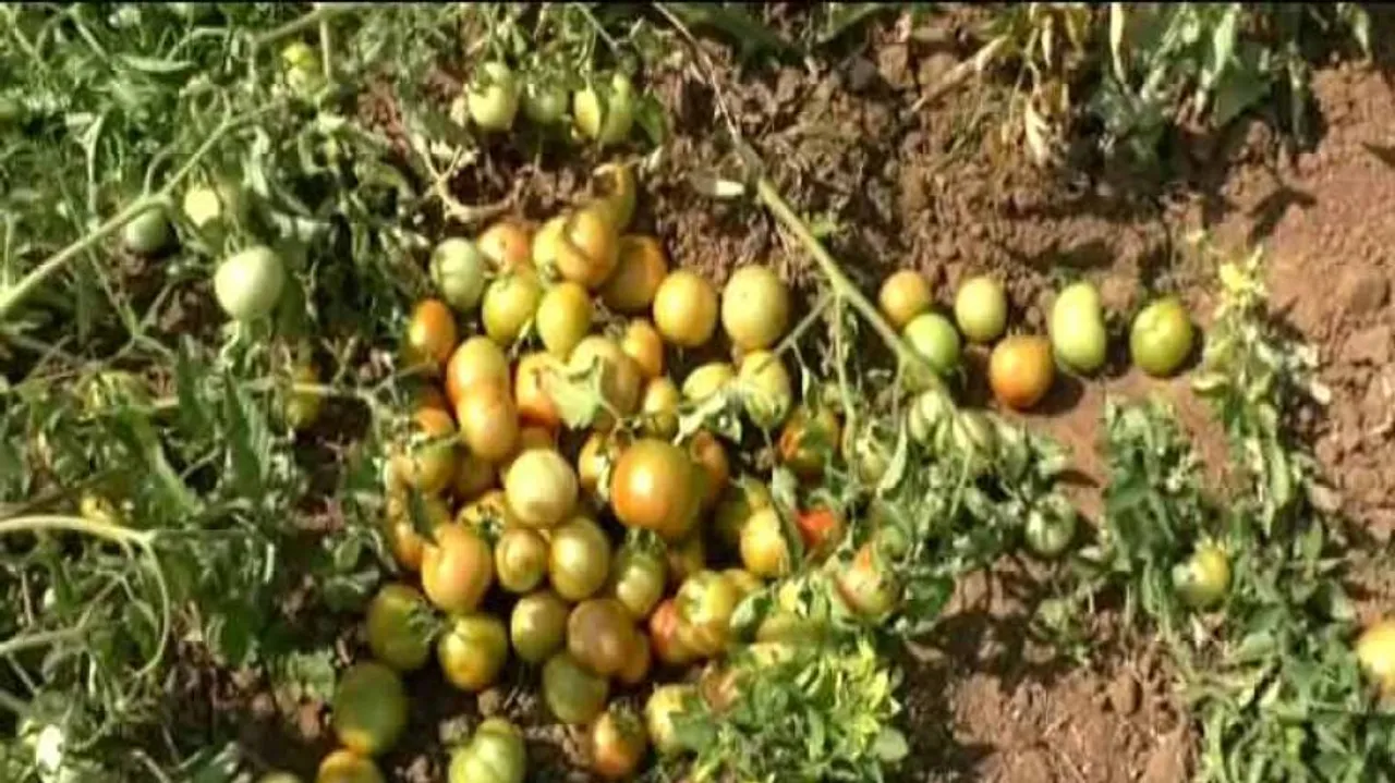 Lack of cold storages in Jagatsinghpur forces tomato farmers to go for distress sale