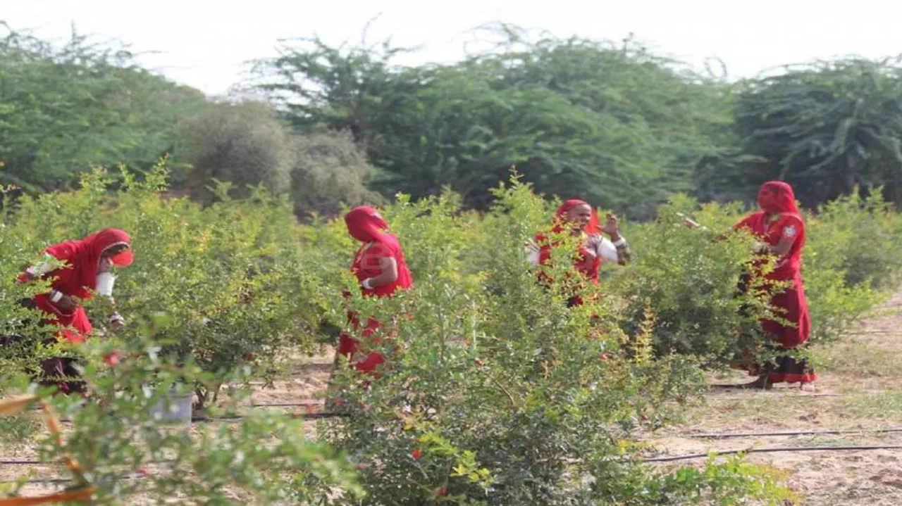 More trees can reduce diarrhoeal disease in rural kids