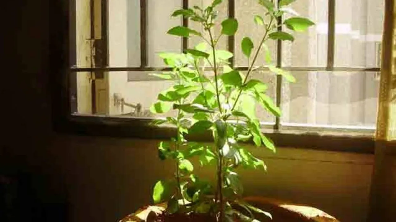 Weight Loss: Use Tulsi Leaves To Shed Kilos Quickly & Naturally