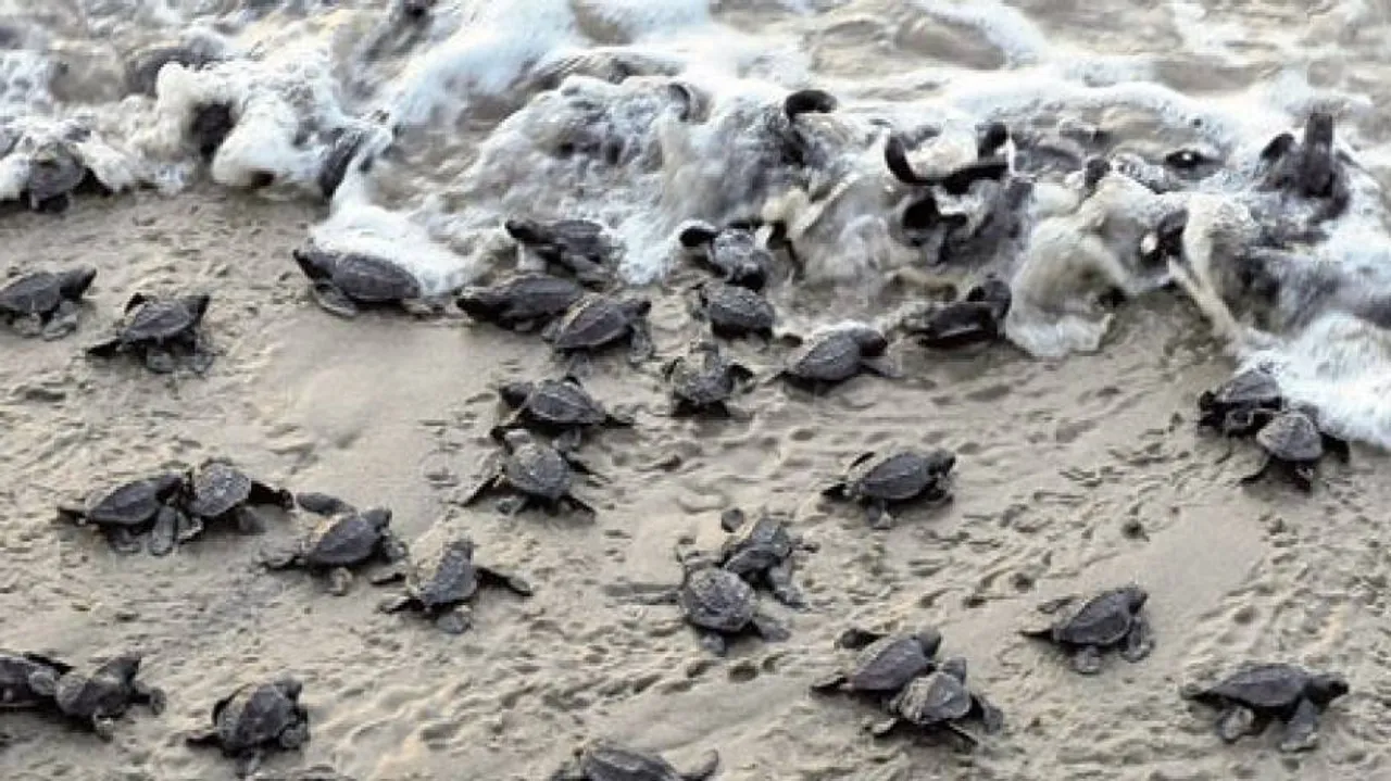 Turtle protection vessel attacked by fishermen