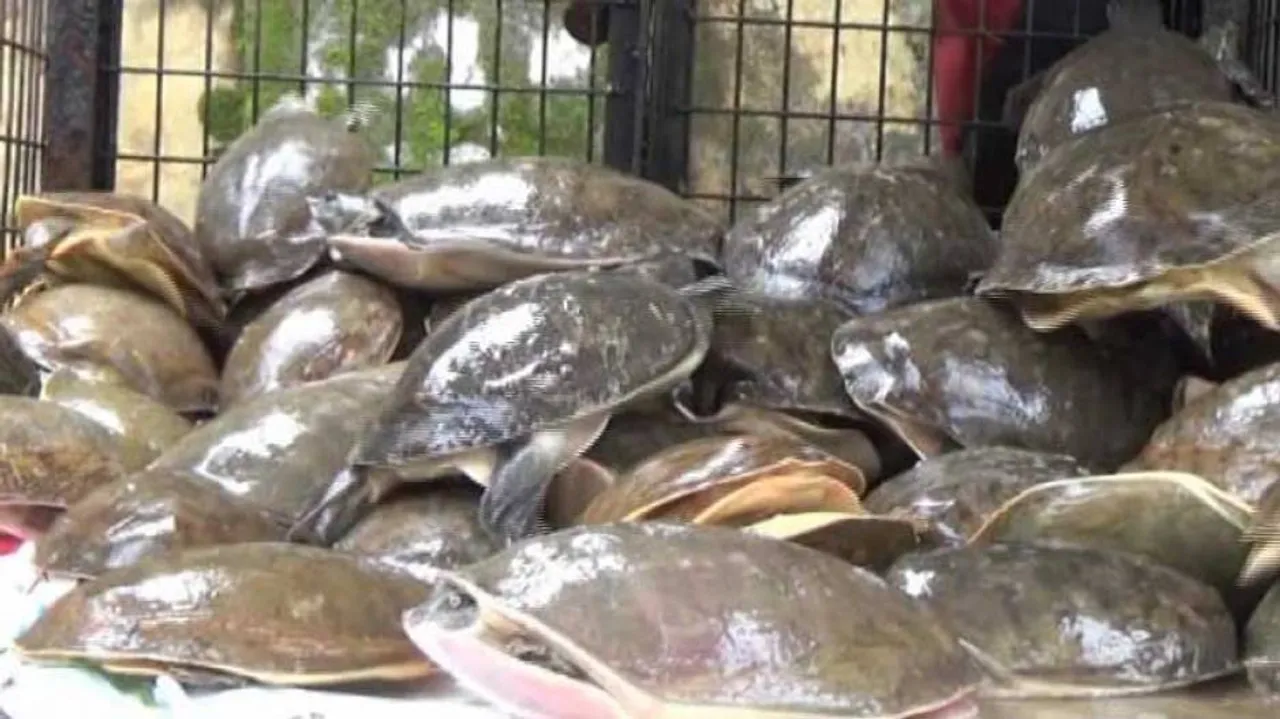 91 turtles seized while being trafficked to West Bengal