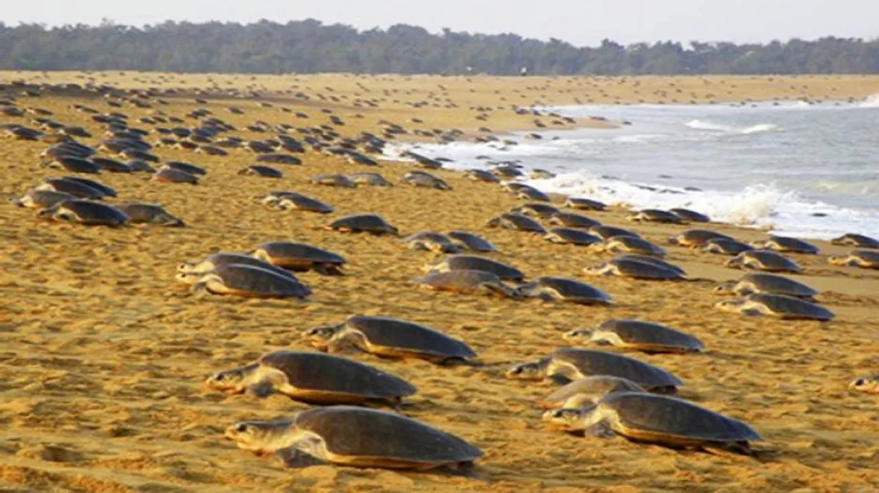Mass nesting of Olive Ridley turtles begins at Gahiramatha