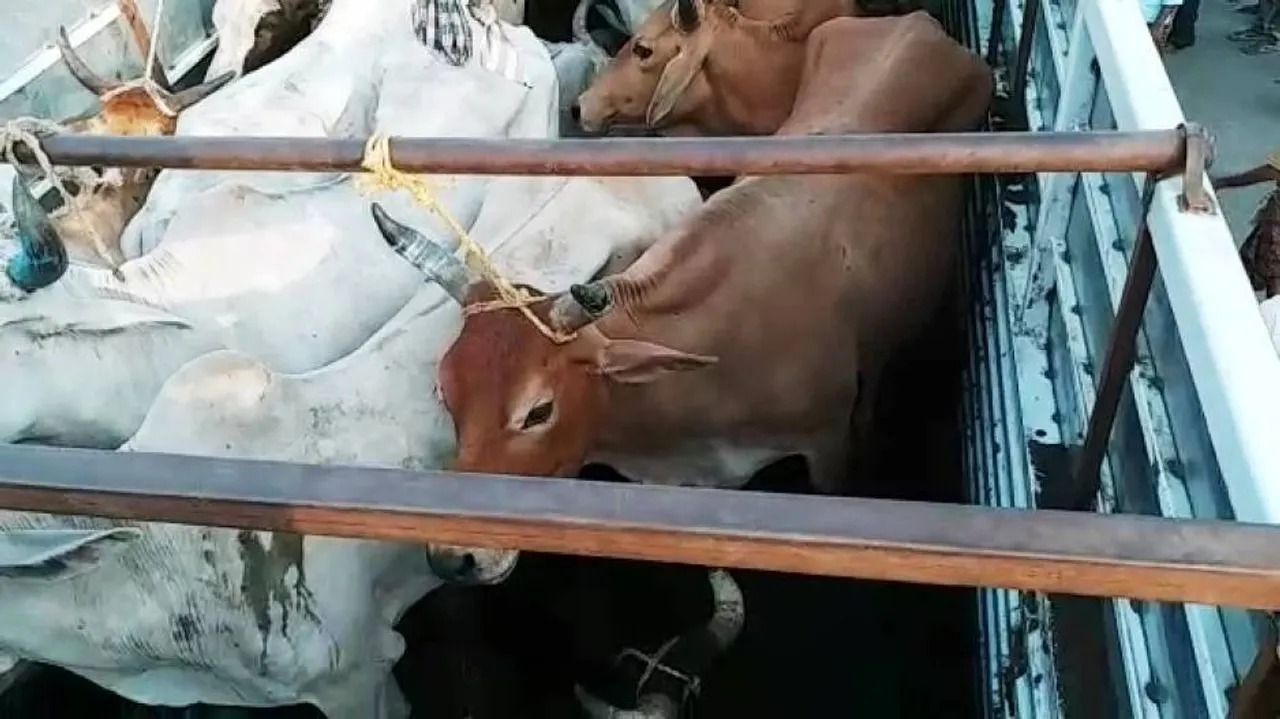 'Gau Rakshaks' stop 15 cattle-laden trucks