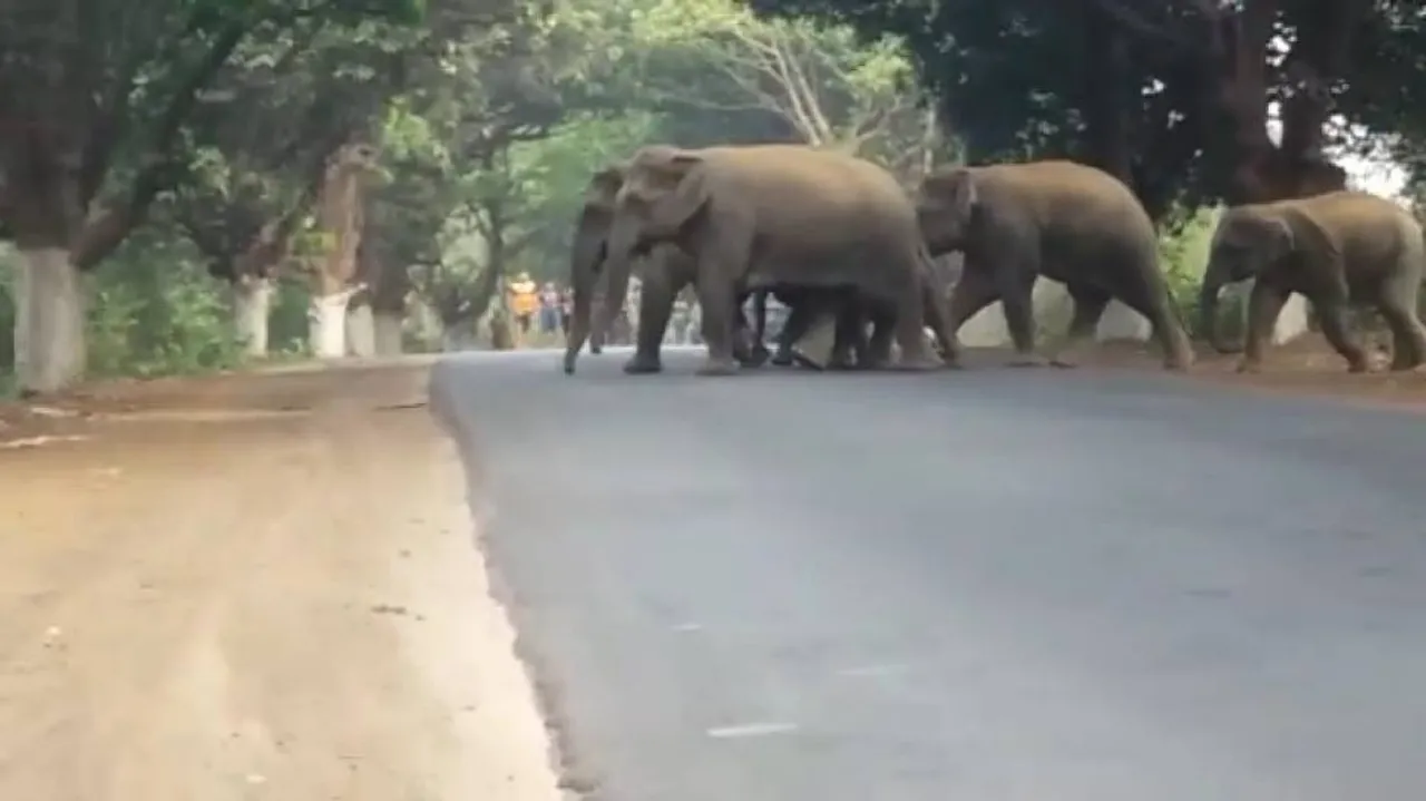 Jumbos block traffic in Athagarh