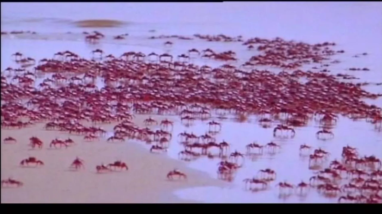 Red Ghost crabs appear in lakhs along Puri coast
