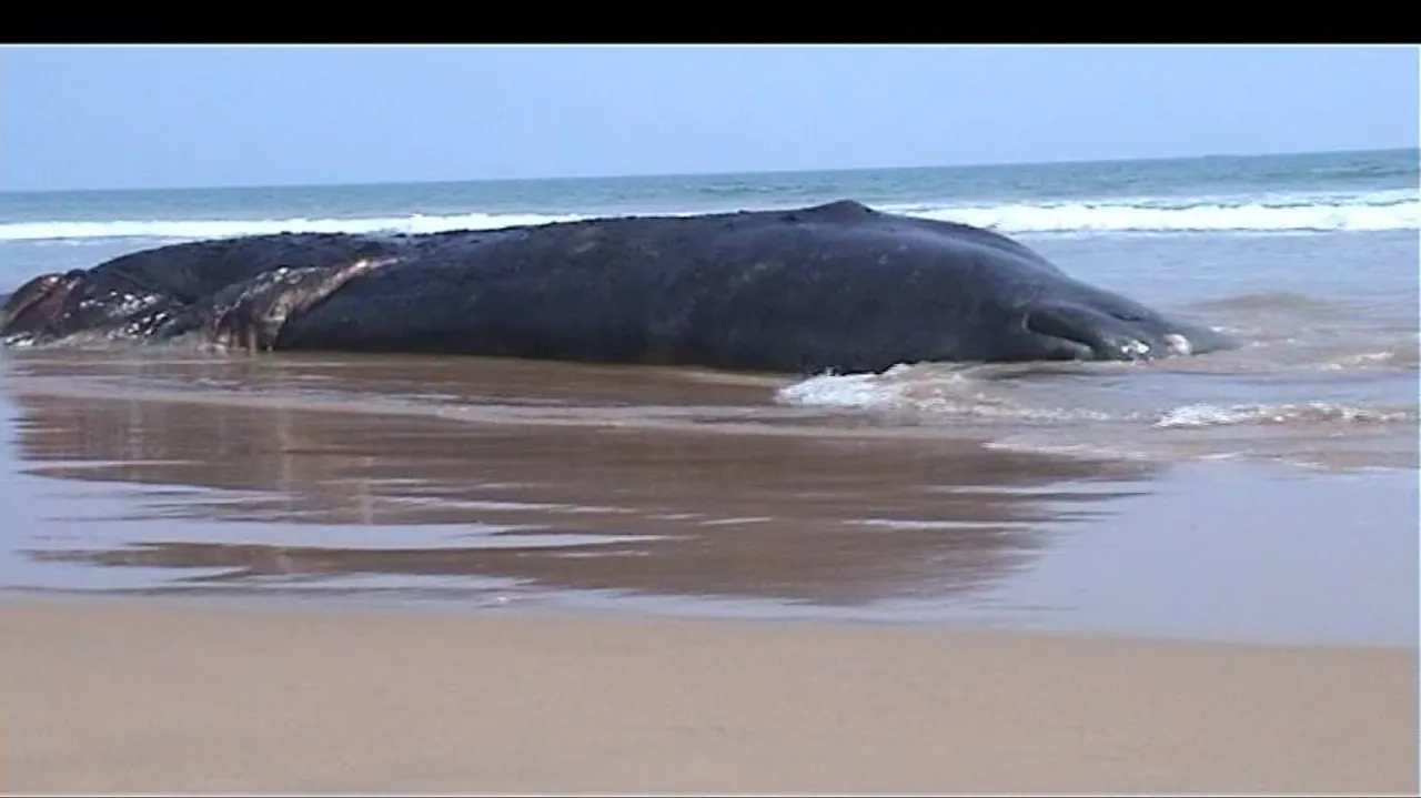 Carcass of whale found at Brahmagiri in Puri