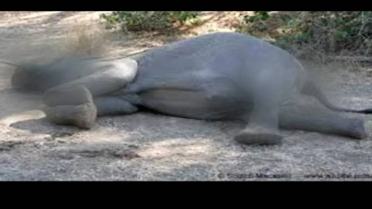 7-year old tusker dies in Nandankanan