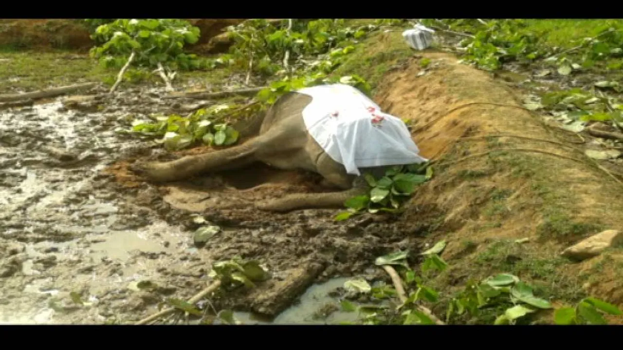 Ailing female jumbo dies in Deogarh jungle