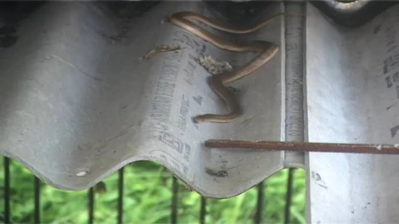 12 poisonous snakes rescued from Kendrpara jail, quarters