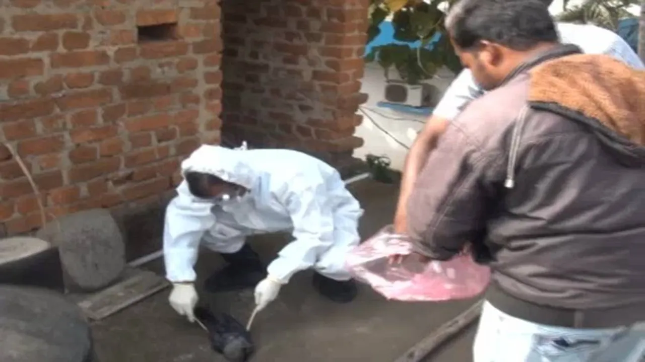 Bird flu scare in Rourkela, Keonjhar town; vets on toes