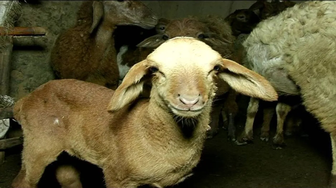 Mysterious animal on prowl! 5 more sheep deaths reported in Niali