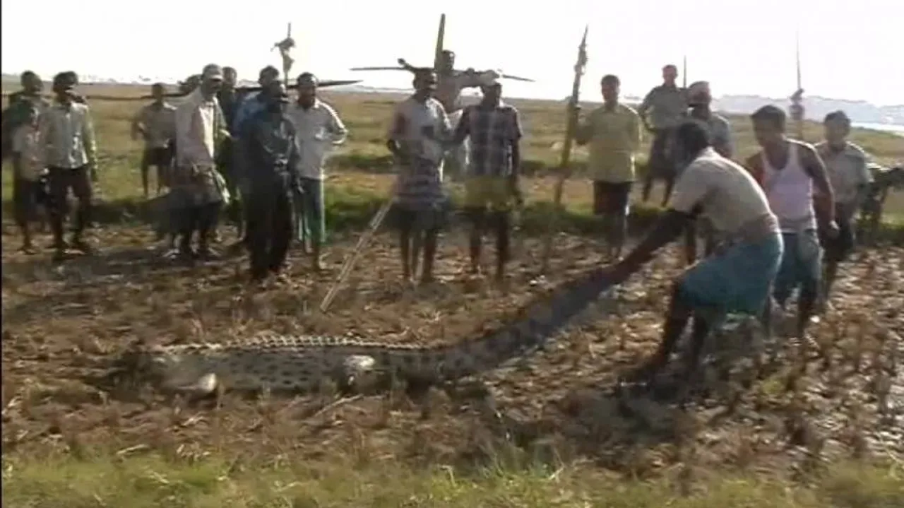 Bhadrak: Crocodile menace forcing people to abandon farming