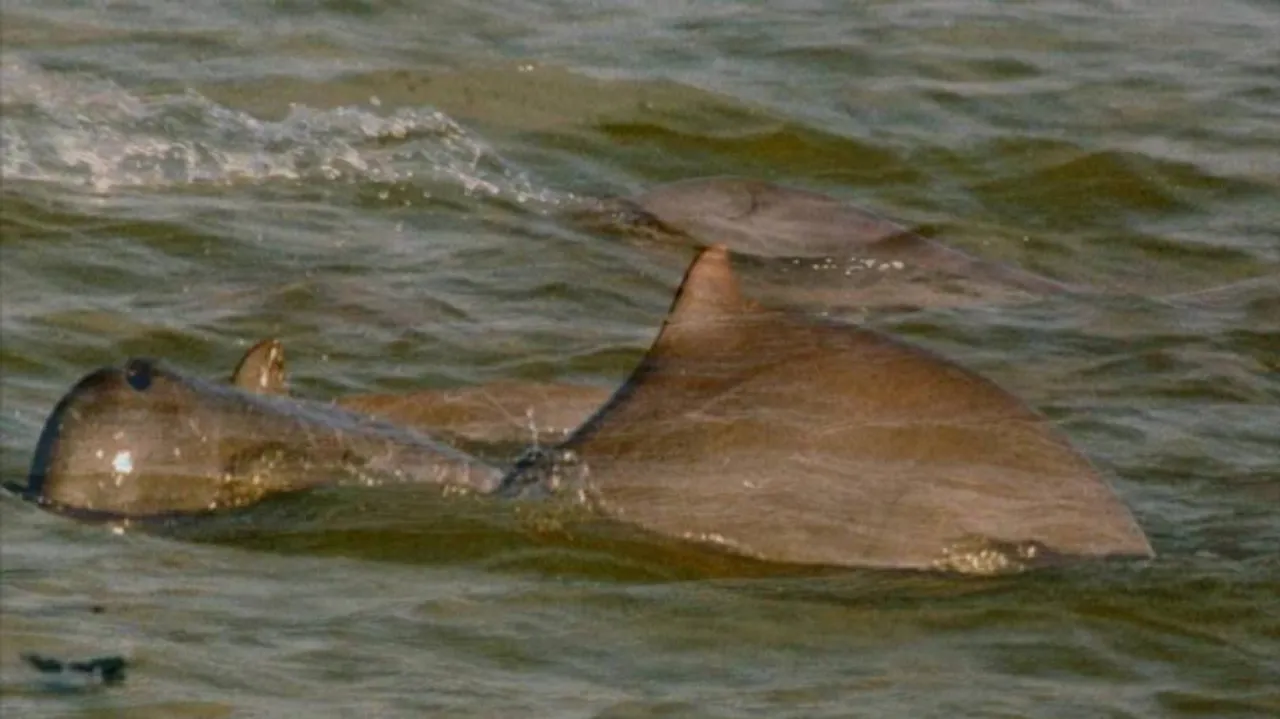 Irrawaddy dolphin spotted in Rambha sector of Chilika after 30 years