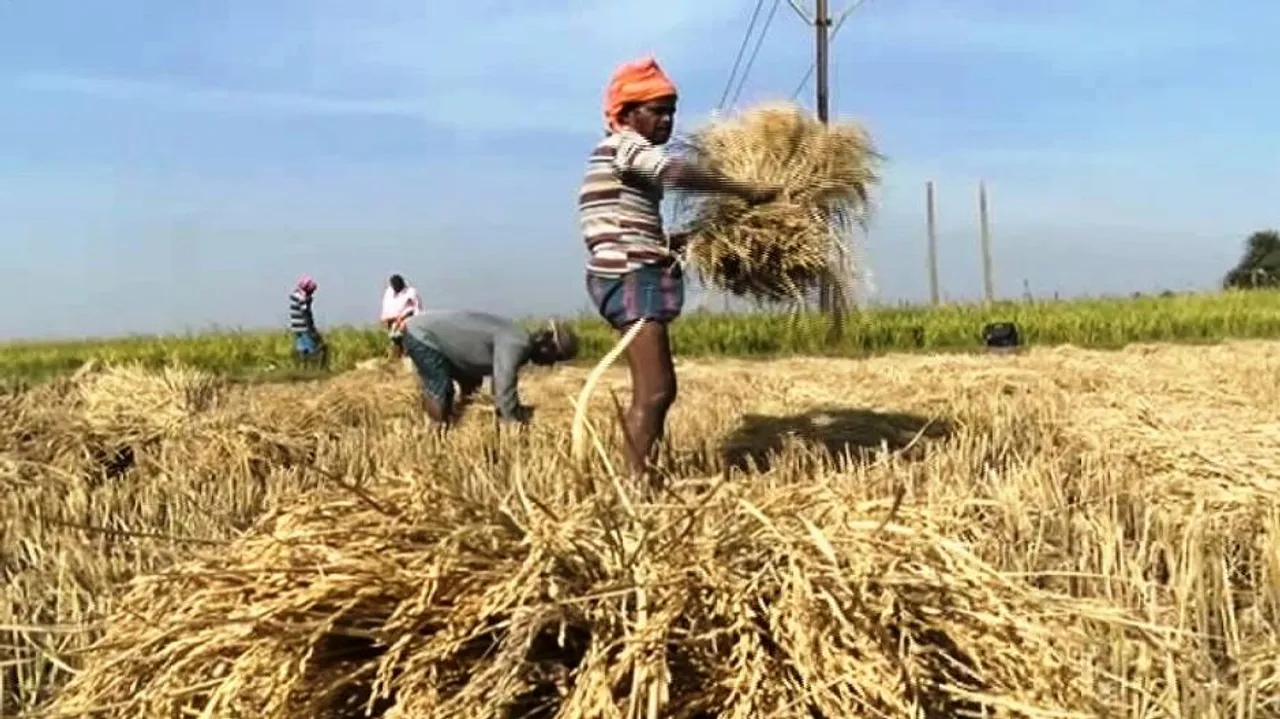 Heavy rain likely in Odisha; farmers asked to shift crops