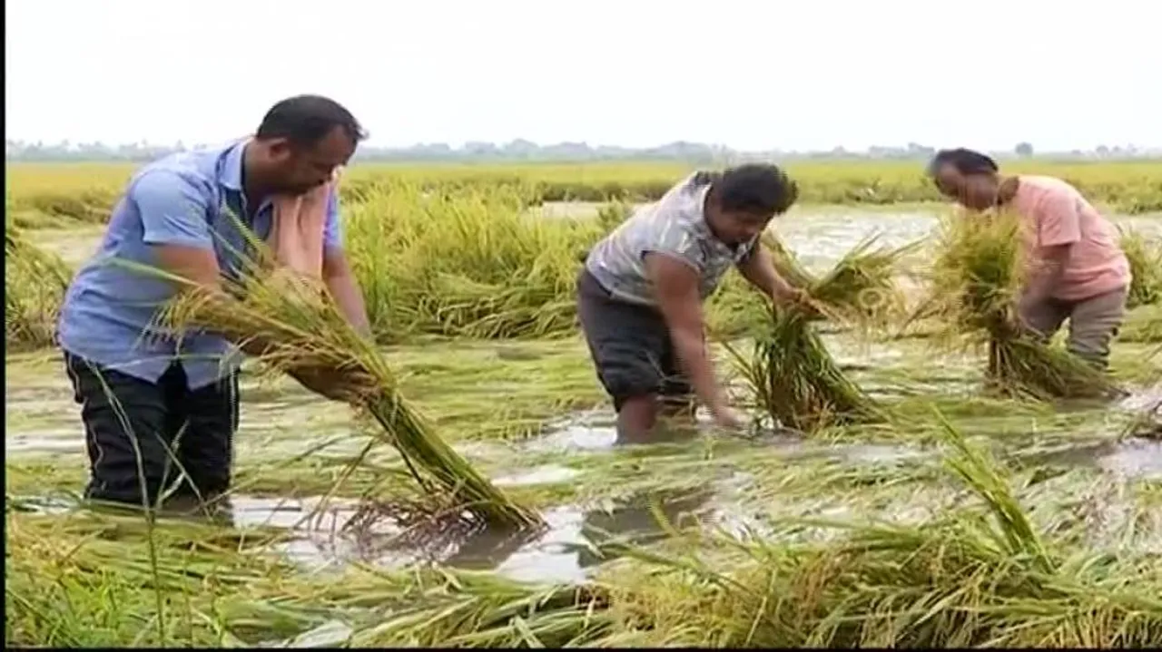 SRC gets crop loss reports; nil crop damage in 4 districts