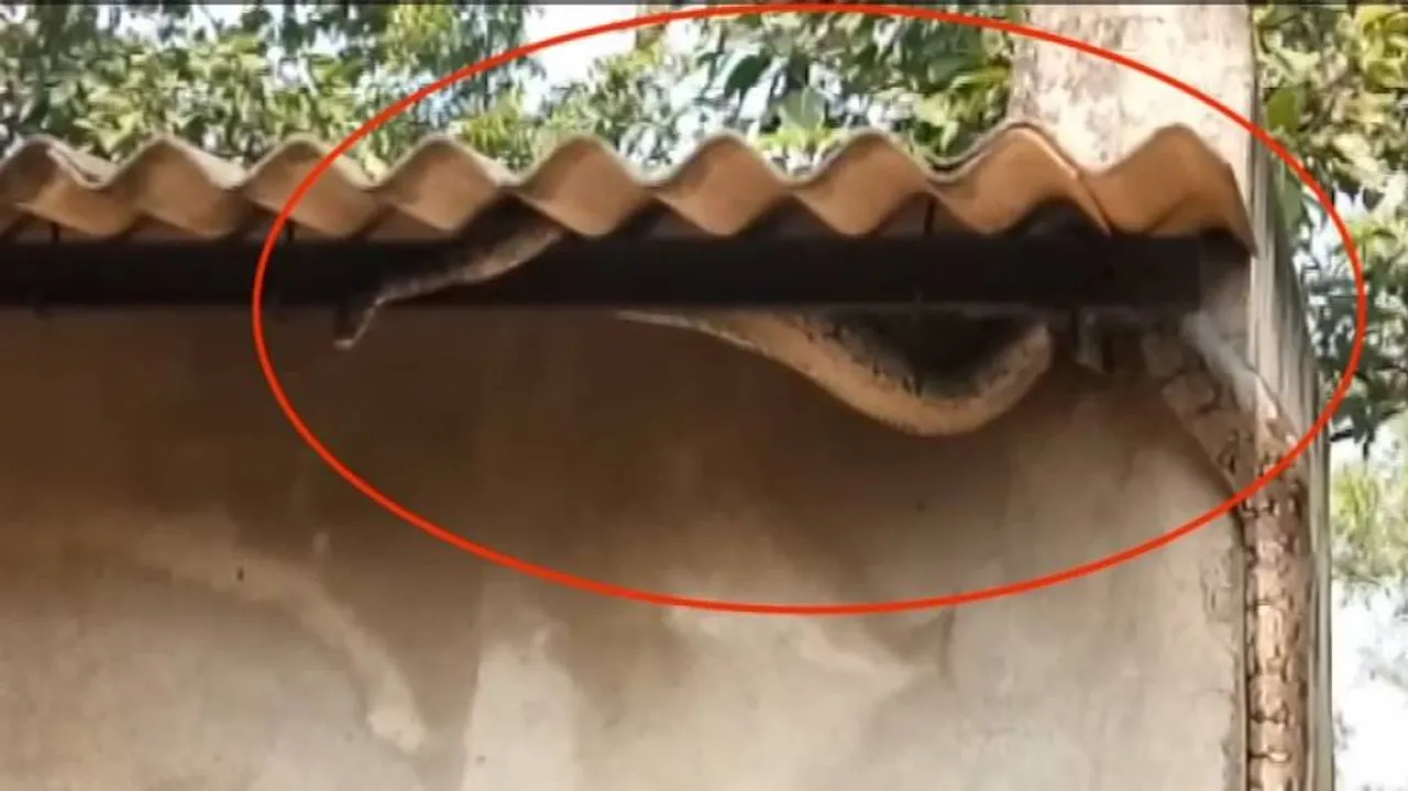 Python Rescued From Park