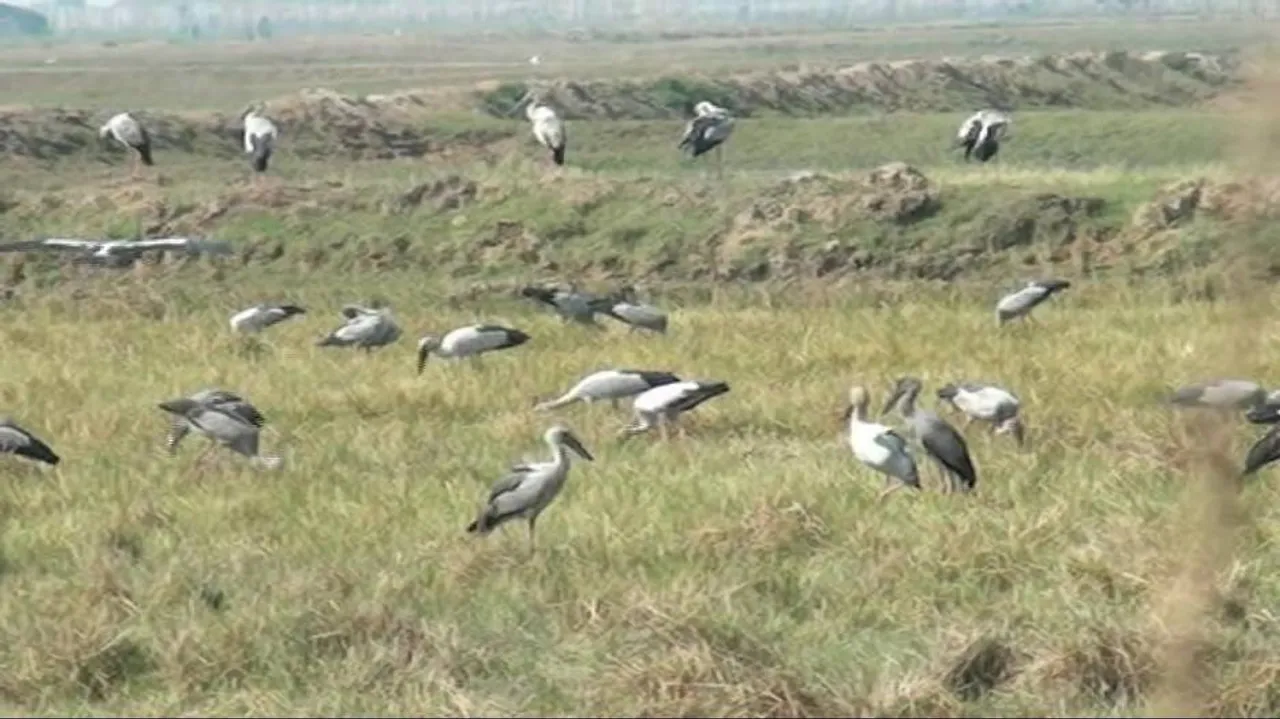 Puri registers rise in migratory birds this year