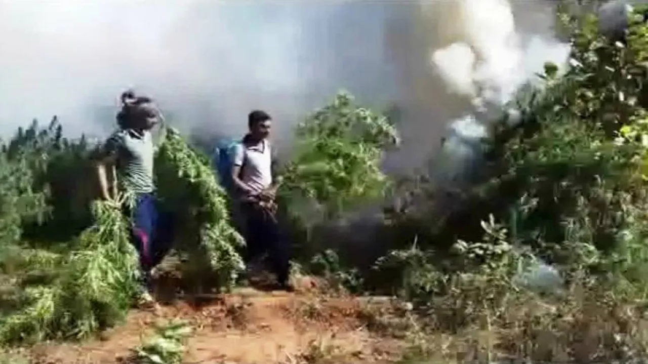 Ganja plantations worth Rs 20 crore destroyed in Kandhamal