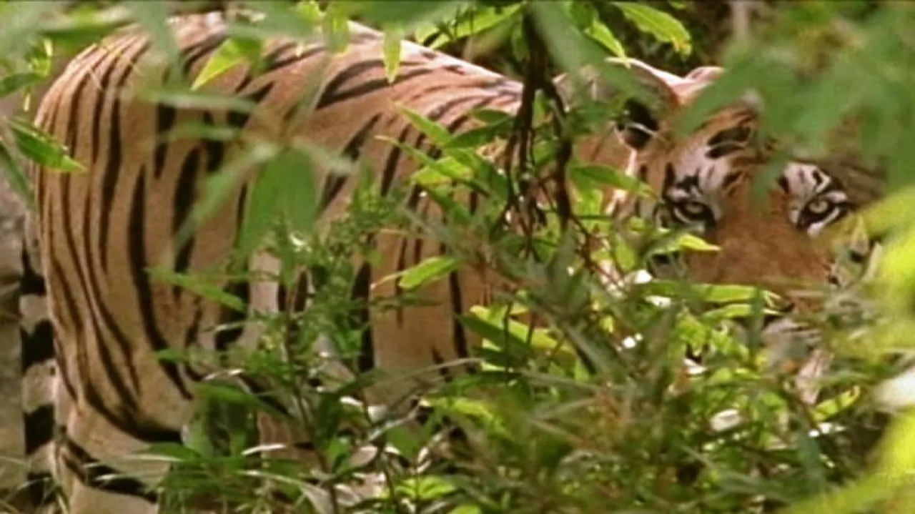 Carcass recovery: NTCA seeks report from Odisha forest department