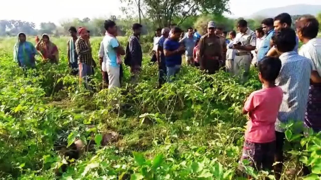 Elephant Menace: Forest Department Issues Alert In Dhenkanal