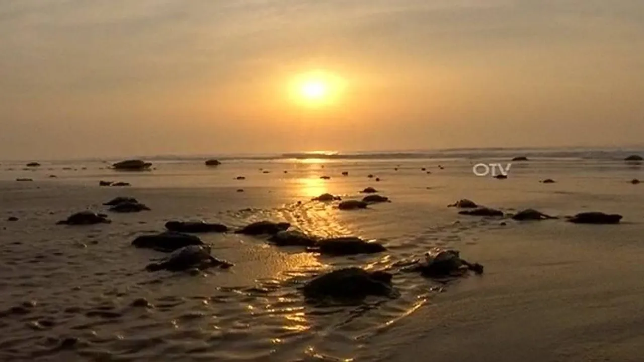 Olive Ridleys return for mass nesting at Rushikulya