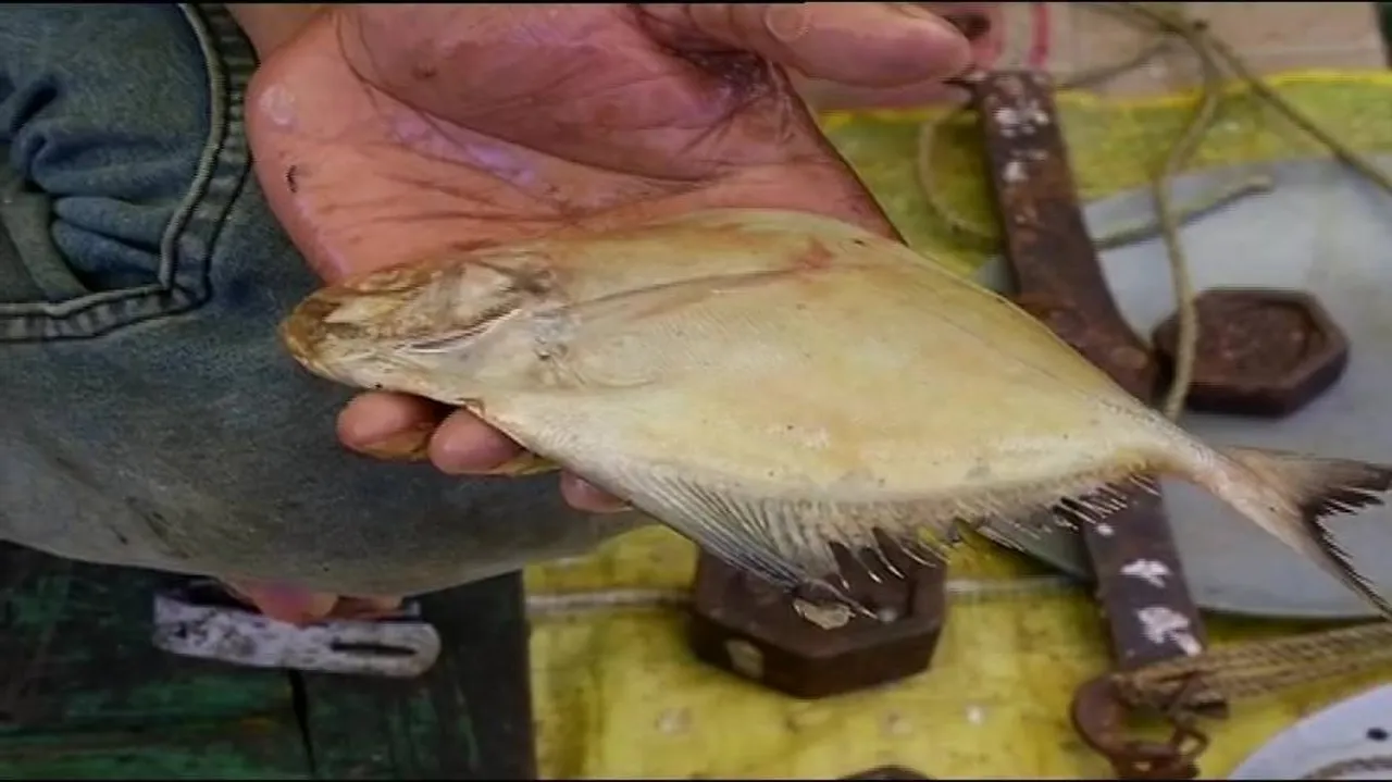 Its confirmed! Formalin traces found in 'Pomfret' fish samples in Odisha