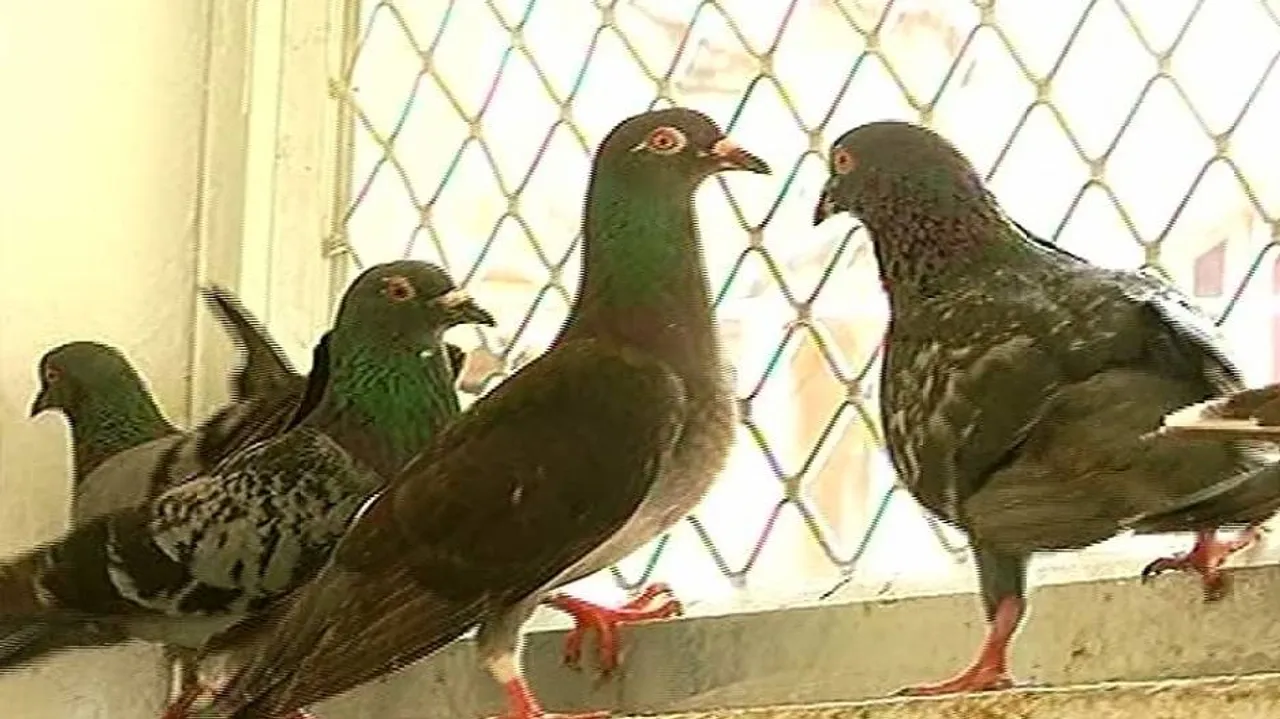 Pigeongram! Odisha police keeping date with pigeon post