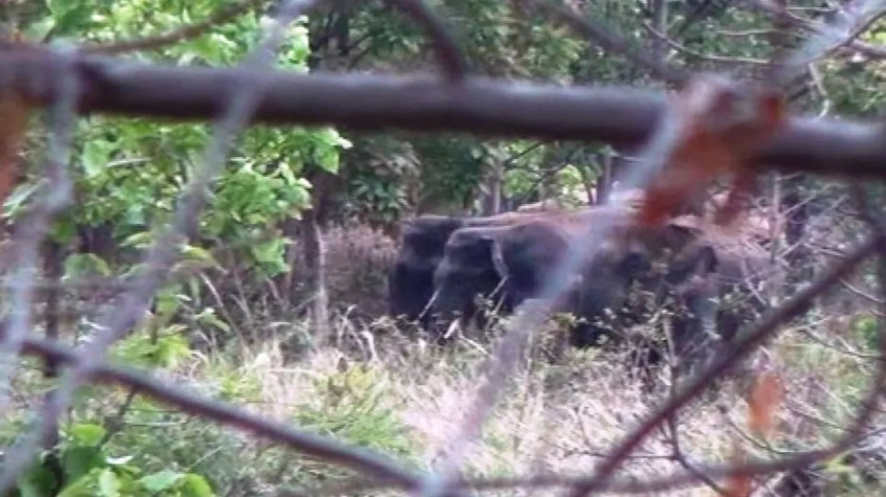 Elephant herd strays into Nuapada villages