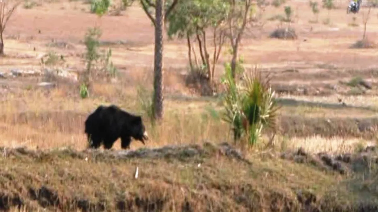 Mutilated remains of wild bear found; beaten to death by locals
