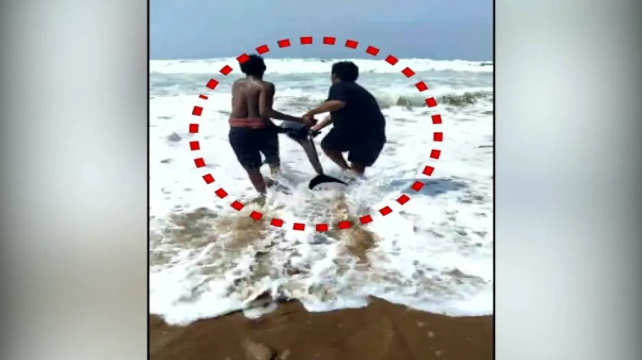 Locals rescue stranded Dolphin in Konark