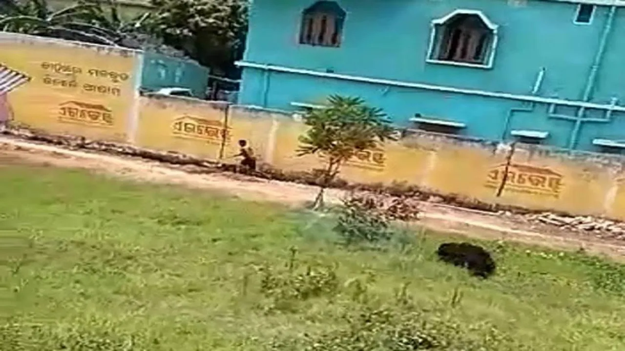 Panic after bear strays into human settlement in Jajpur