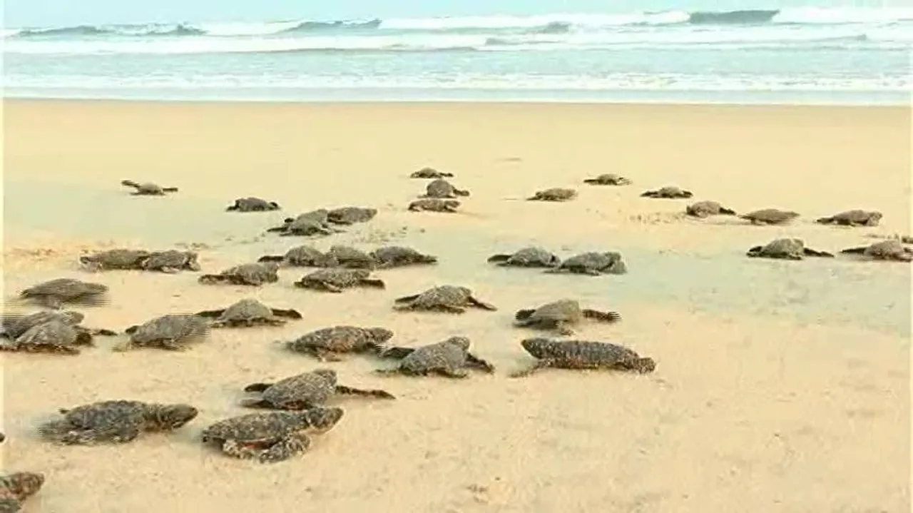 Turtle hatchlings released into sea