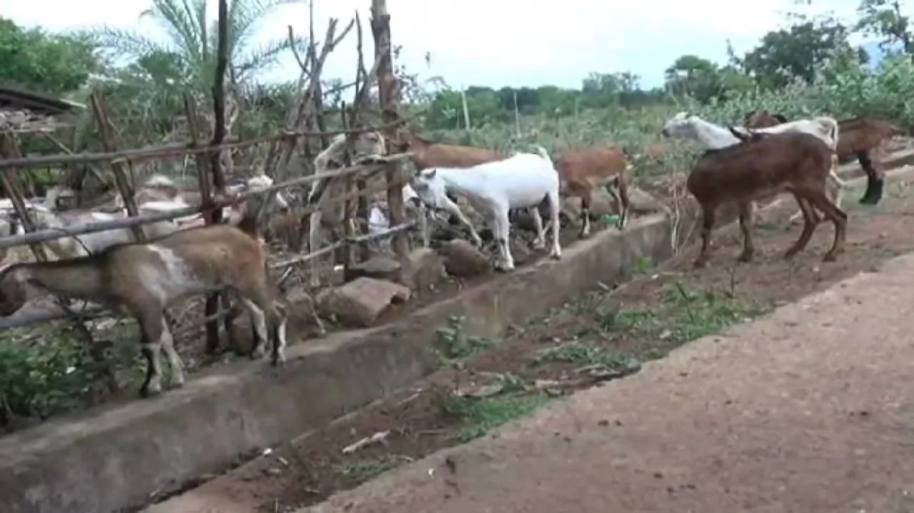Locals panic as mystery disease leads to mass goat deaths in Malkangiri