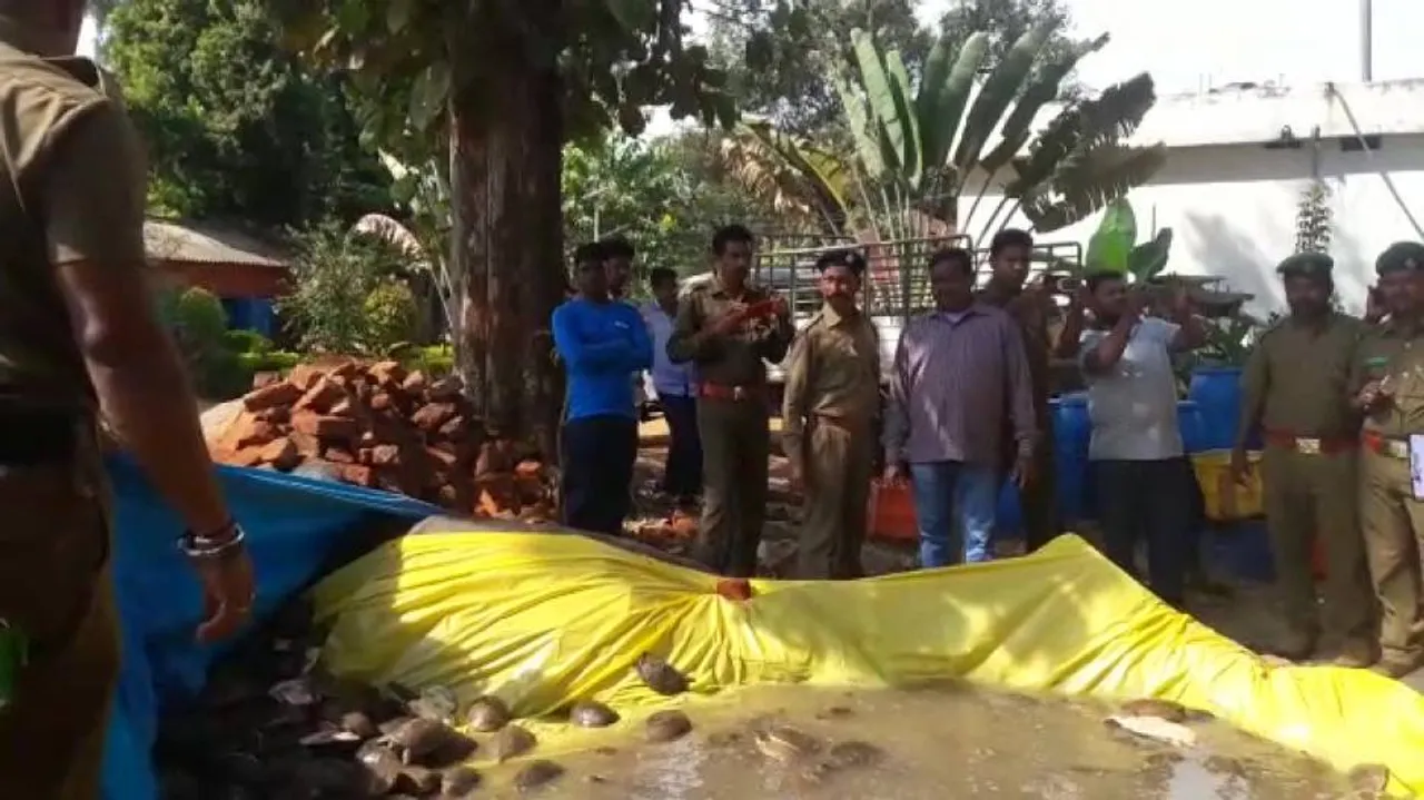 Three arrested for smuggling turtles