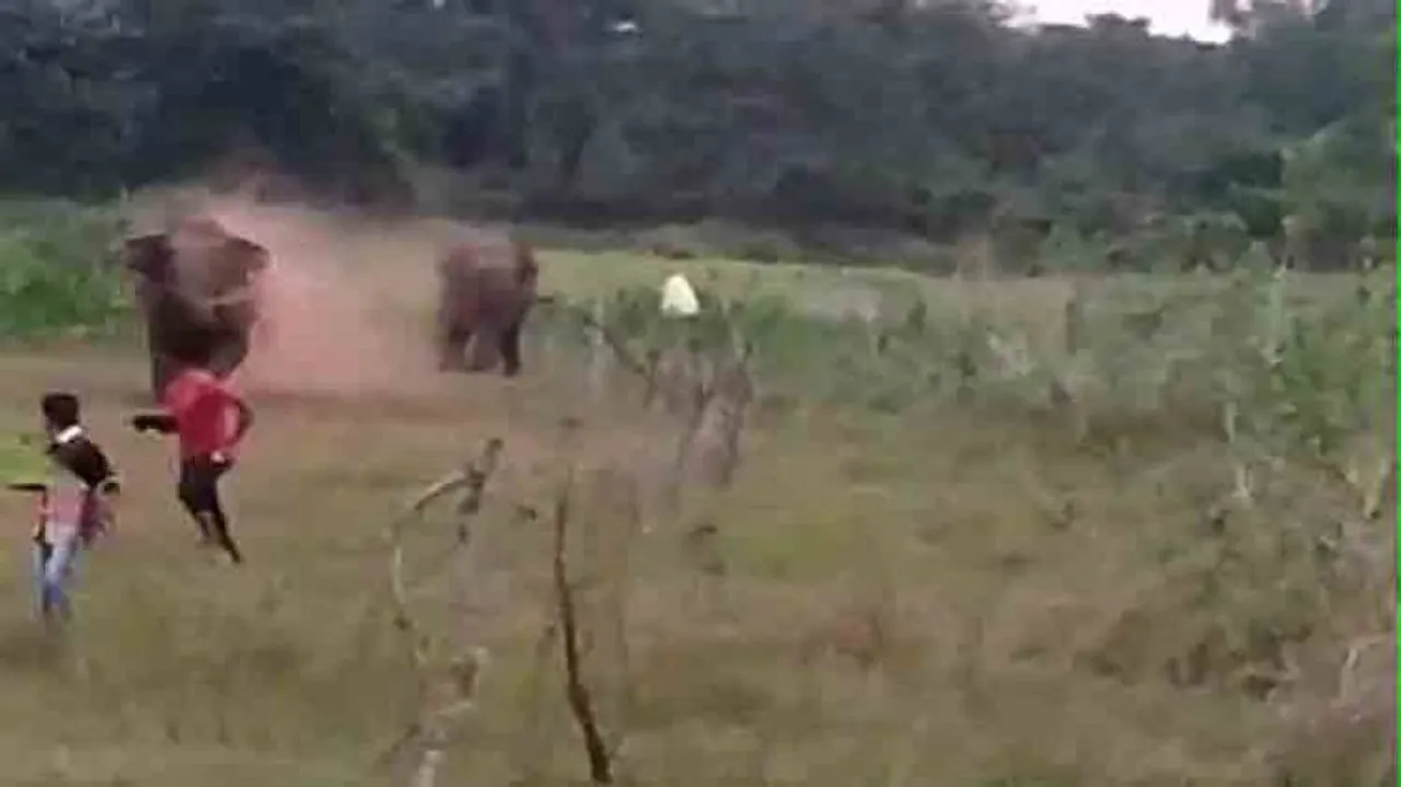 3 arrested for teasing wild elephant in Keonjhar
