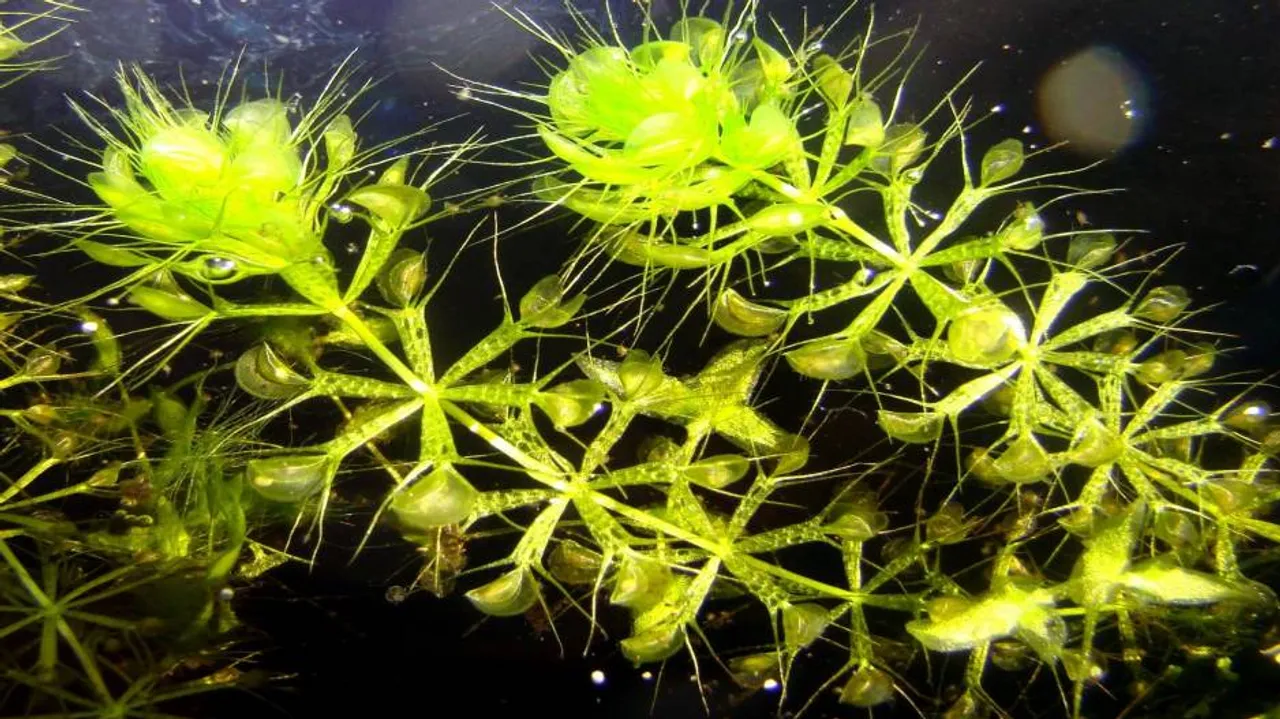 Endangered plant discovered in China