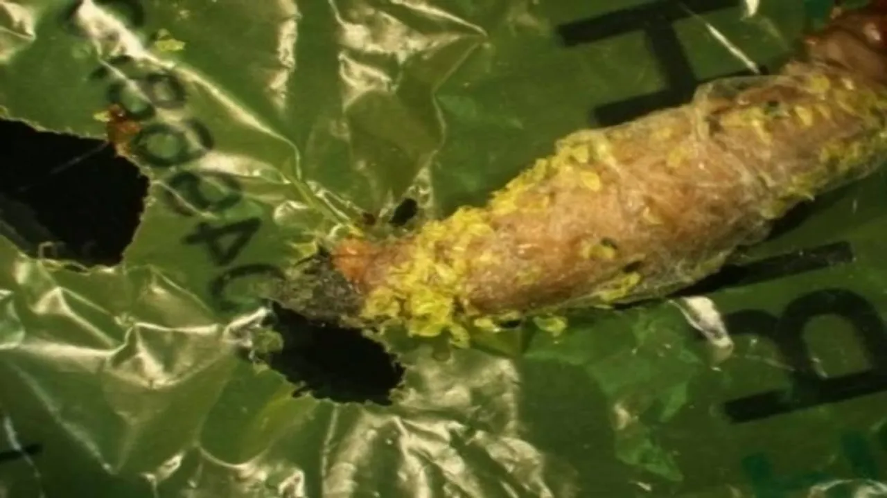 Wax worm may answer problem of plastic waste