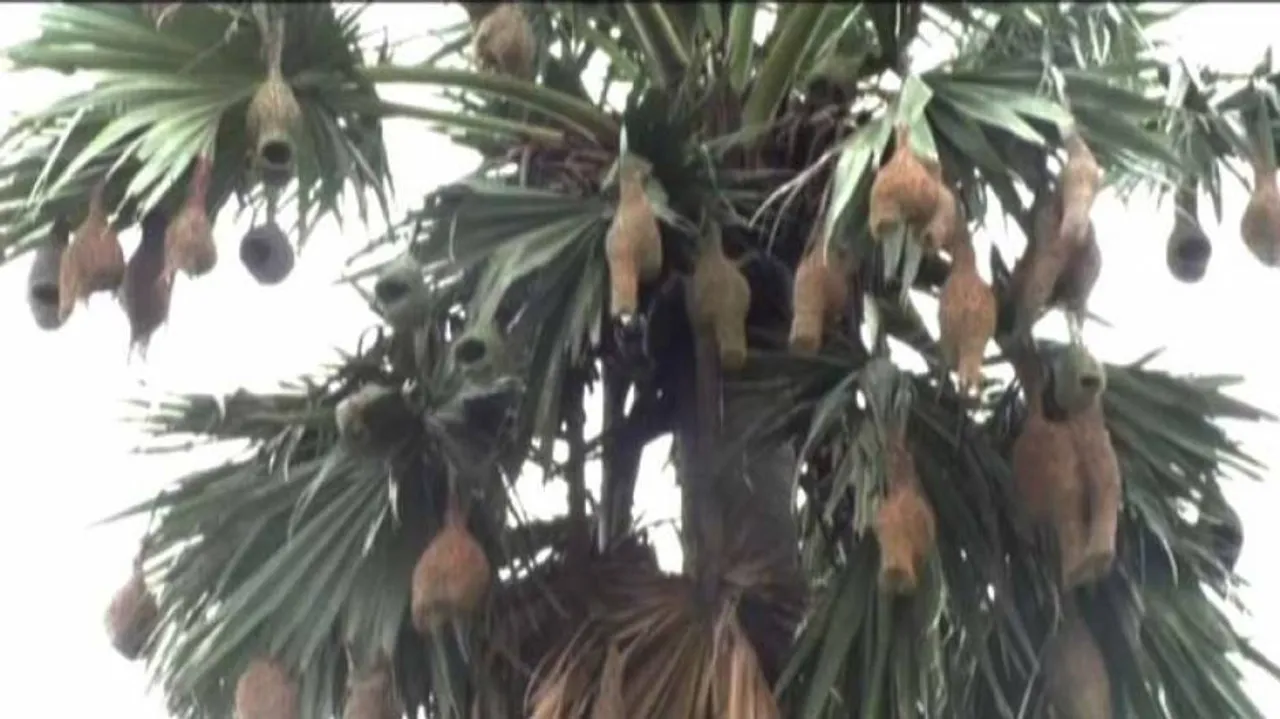 Battered by Cyclone Fani, weaver birds return & rebuild their nests in Puri