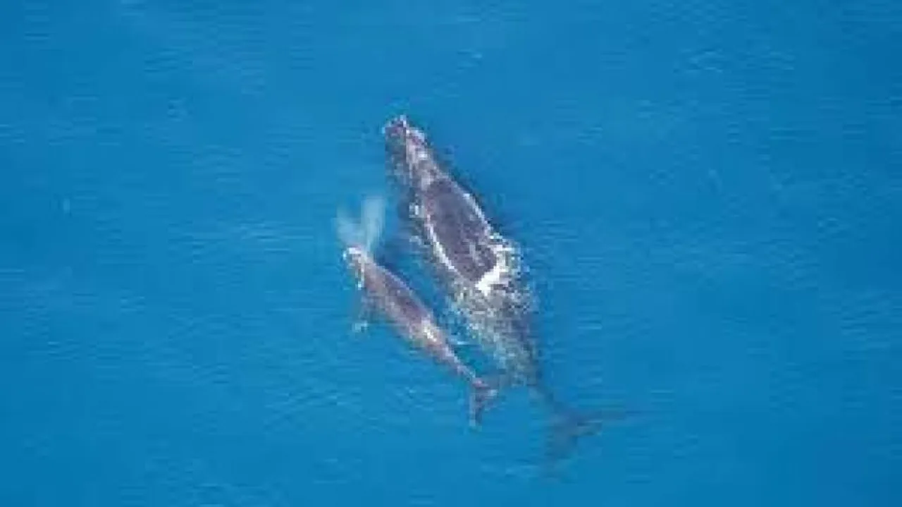 Scientists use satellites to track whales