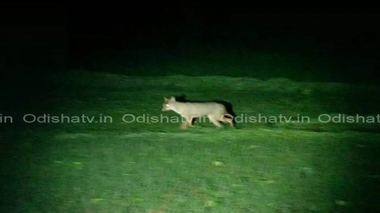Niali sheep deaths: Mysterious animal caught on camera