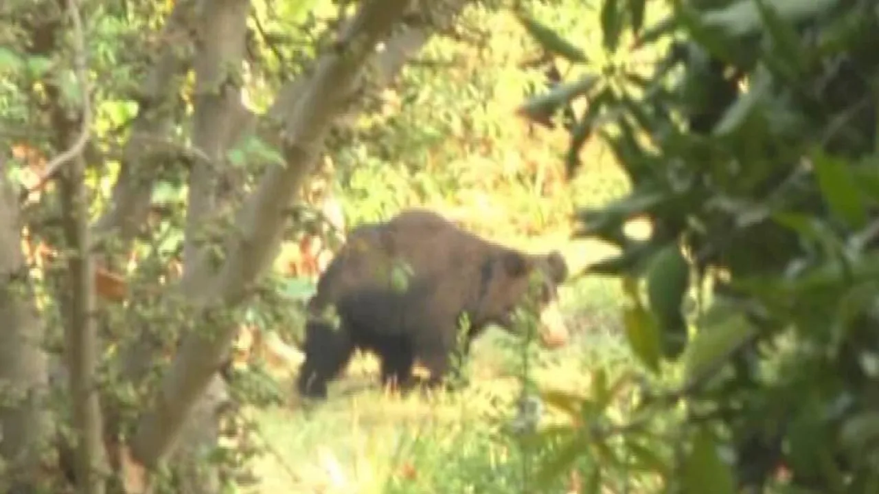 Relief for Titilagarh residents as wild bear returns to its habitat